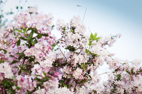 Albero di mele in fiore — Foto Stock