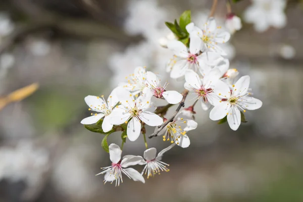 Albero dei fiori di ciliegio — Foto Stock