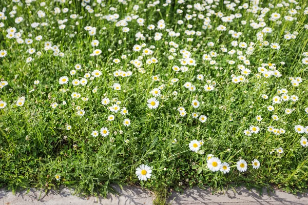 Marguerite prairie de fleurs — Photo