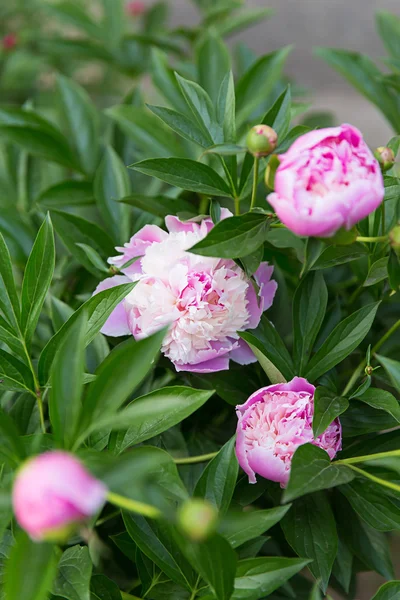 Peony flower outdoors — Stock Photo, Image