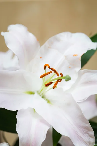 Perfect white lily close-up — Stock Photo, Image