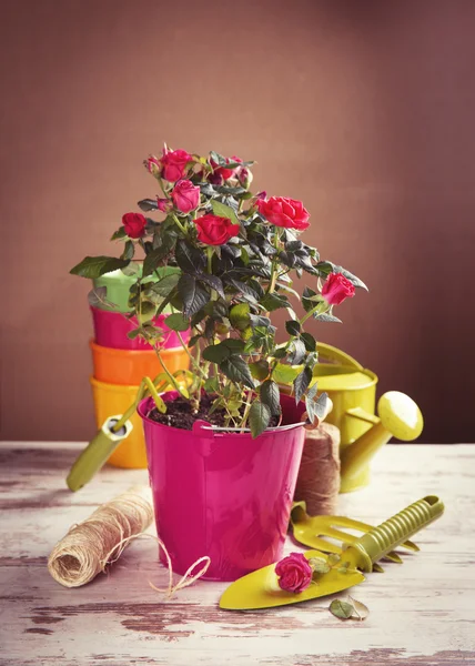 Flores de rosas vermelhas e ferramentas de jardinagem — Fotografia de Stock