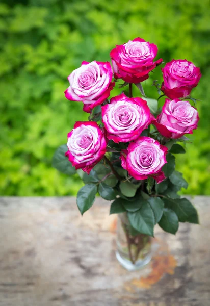 Fresh pink roses on white — Stock Photo, Image