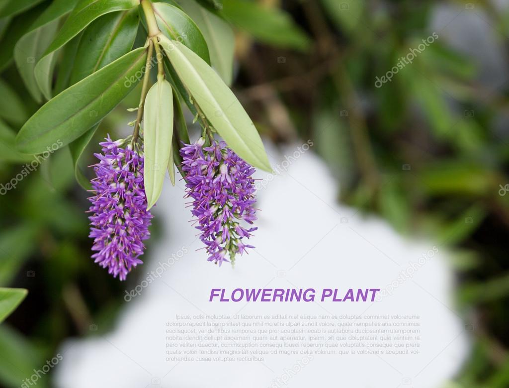 flowering heather plant