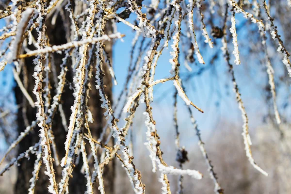 Route forestière d'hiver russe dans la neige — Photo