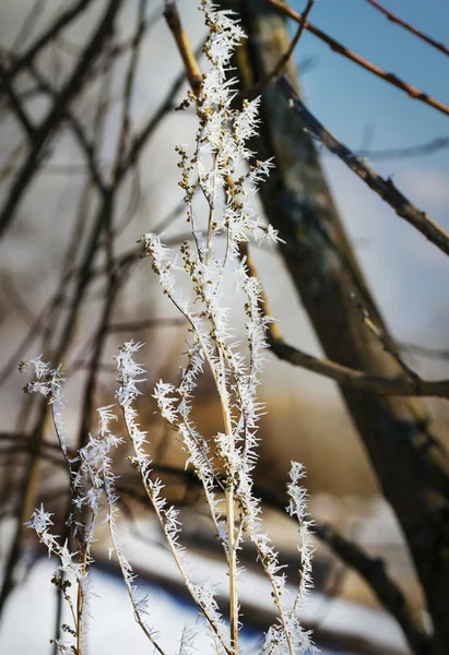 Rus kış orman yolu karda — Stok fotoğraf