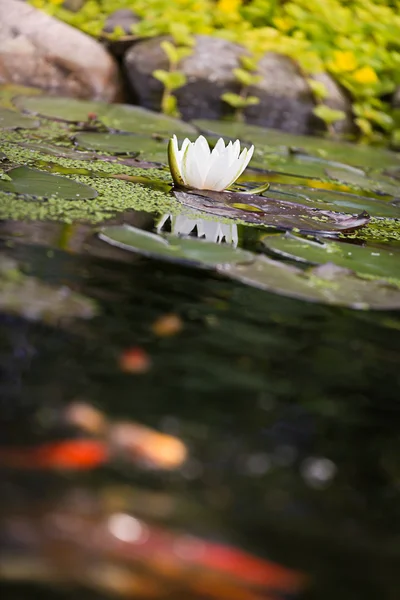 Agua flor de lirio con carpa koi peces de oro —  Fotos de Stock