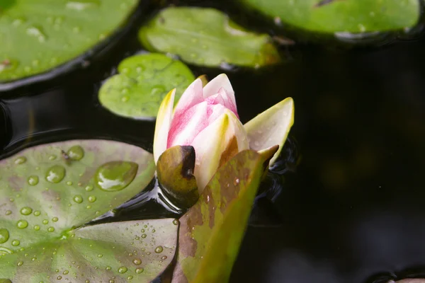 水ユリの花 — ストック写真