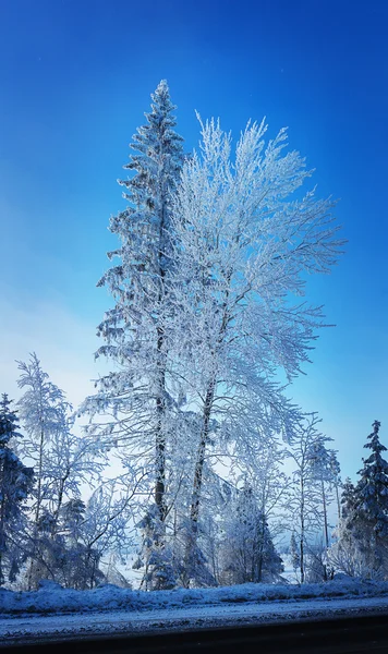 Ruská zima lesní cesta na sněhu — Stock fotografie