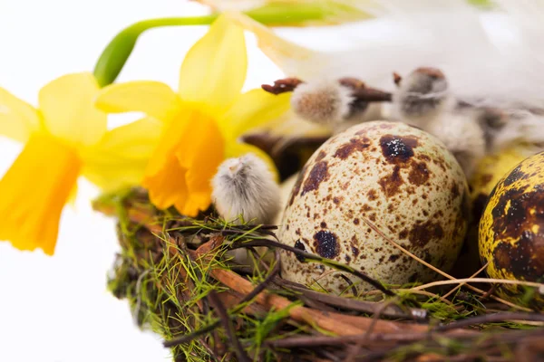 Easter eggs in the nest with narcissus — Stock Photo, Image