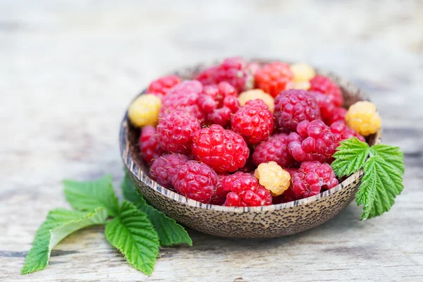 Framboises dans le jardin — Photo