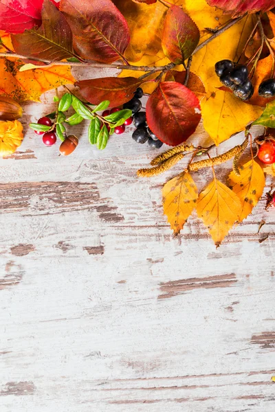 Autumn fall leaves background — Stock Photo, Image