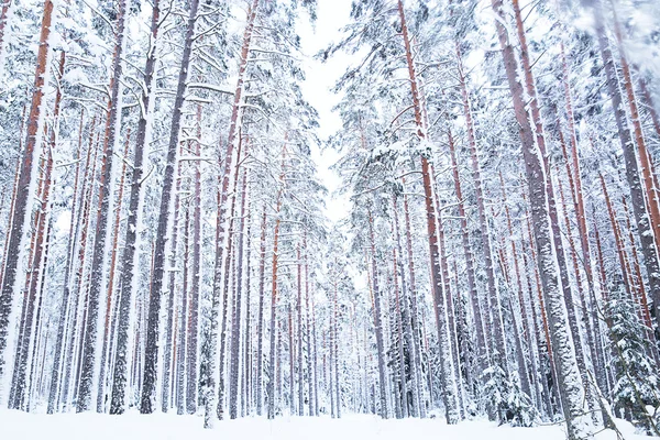 Ryska vintern skogsväg i snö — Stockfoto