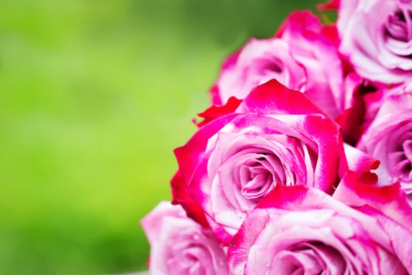 Pink fresh roses on wooden background — Stock Photo, Image
