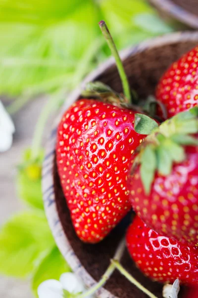 Färska saftiga söta jordgubbar i trädgården — Stockfoto