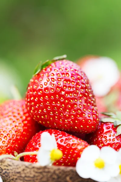 Färska saftiga söta jordgubbar i trädgården — Stockfoto
