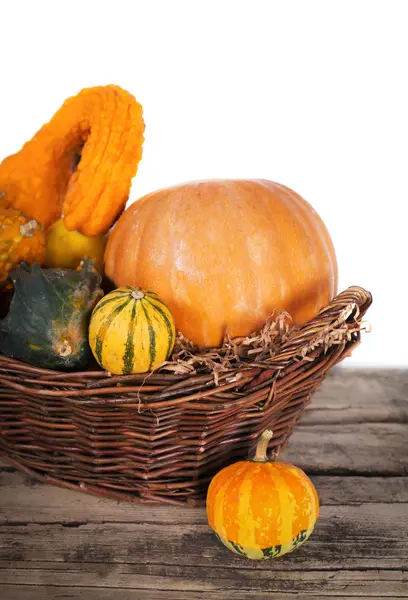 Pumpkin crop autumn — Stock Photo, Image