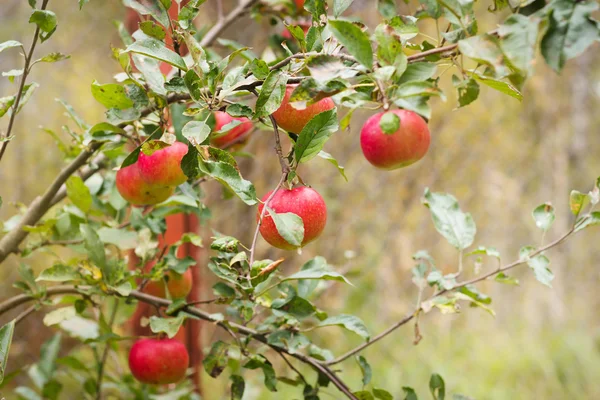 Čerstvé jablko plodin venku — Stock fotografie