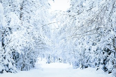 Rus kış orman yolu karda