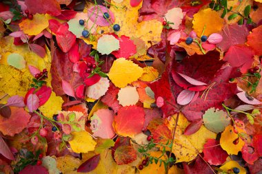 Sonbahar sonbahar yaprakları arka plan