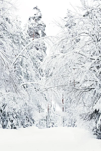 Ruská zima lesní cesta na sněhu — Stock fotografie