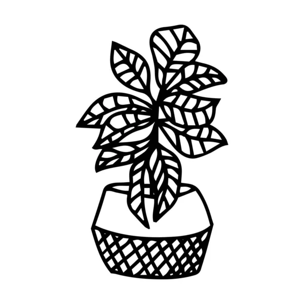 Vector Home Planten Potten Schets Tekeningen Een Witte Achtergrond Doodle — Stockvector