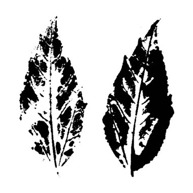 Yaprak mührü. Siyah ve beyaz. Sonbahar yaprağının mürekkep izi, dokusu beyaz üzerine izole edilmiş. Şablon örtülsün. Vektör çizimi botanik. Grunge yaprakları.