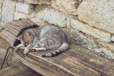 Uyuyan tekir kedi