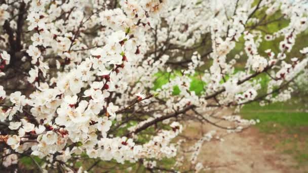 Bílá Květina Meruňkový Strom Větev Kvetoucí Zahradě Pohybující Větru Jarní — Stock video
