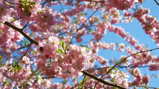 Blooming Japanese Cherry Blossoms or Sakura Flowers in Spring on blue sky background — Stock Video