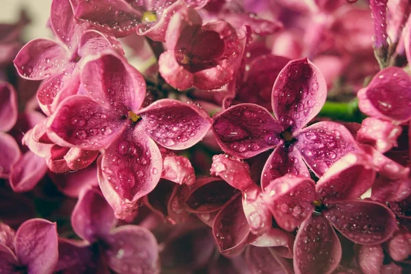 Macro imagem de flores floridas lilás violeta com gotas de água — Fotografia de Stock