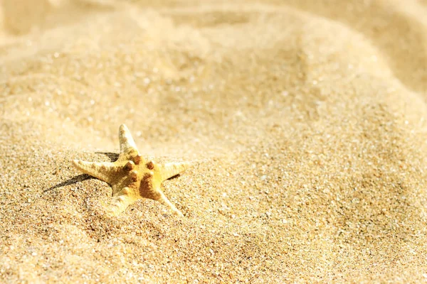 Rozgwiazdy na piaszczystej plaży z kopią miejsca na tekst. Tło letnie — Zdjęcie stockowe