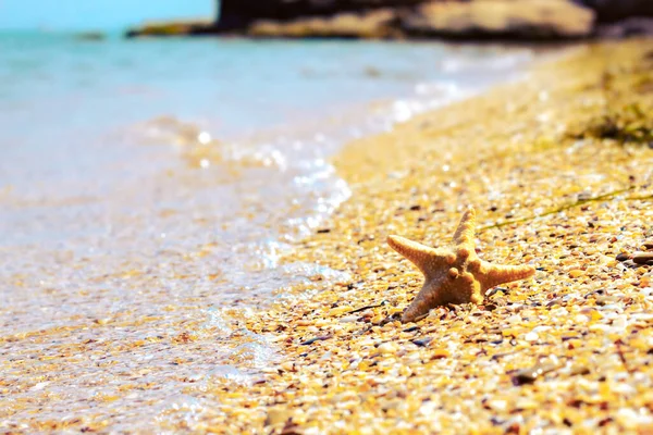 Starfish on beach with waves. Summer background with copy space for text — Stock Photo, Image