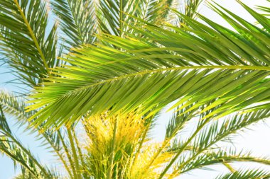 Mavi gökyüzüne karşı palmiye ağaçları, hindistan cevizi ağacı, yaz ağacı arka planı