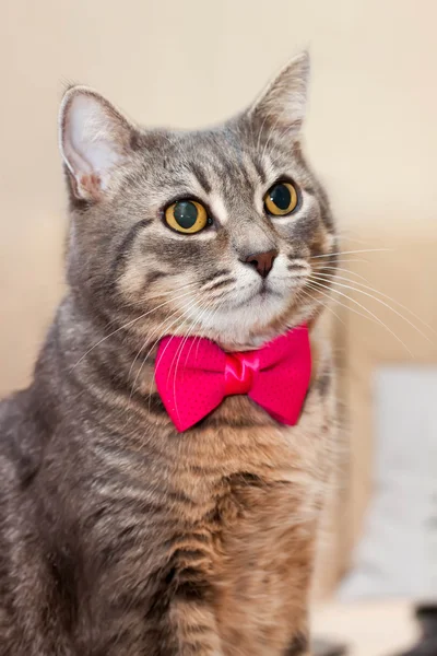 Retrato de gato doméstico gris — Foto de Stock