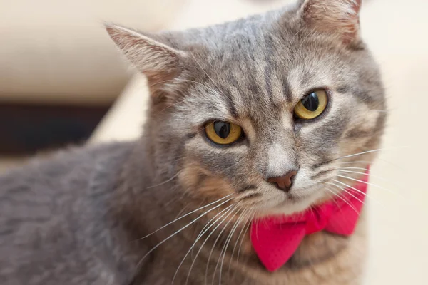 Gray domestic cat portrait — Stock Photo, Image