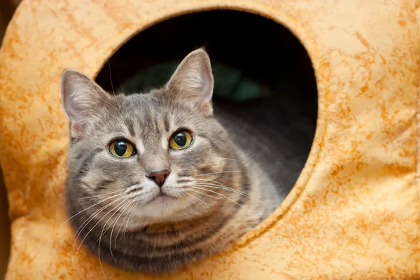 Chat domestique gris dans la maison de chat — Photo