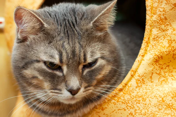 Gri yerli kedi kedi evi — Stok fotoğraf