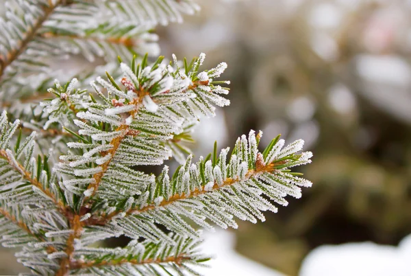 Frost on spruce branch — Stock Photo, Image