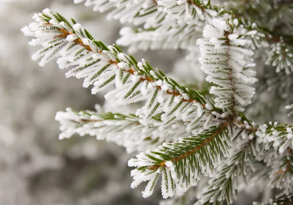 Frost on spruce branch — Stock Photo, Image