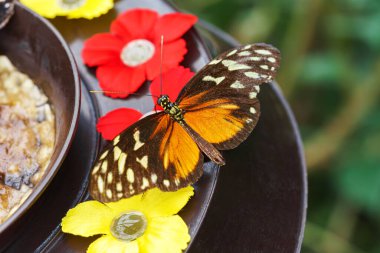 Heliconius hecale, tiger longwing, Hecale longwing, golden longwing or golden heliconian butterfly sitting on feeder in green garden background. Butterfly with black and orange wings close up, macro.