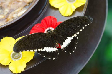 Erkek Mormon, Papilio politleri, Kırlangıç Kelebeği, Papilionidae familyası yeşil bahçe arka planında besleniyorlar. Siyah beyaz kanatlı kelebek yaklaş, makro.