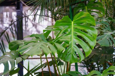 Yaklaş, parlak yeşil canavar macro deliciosa ya da İsviçre Peynir Bitkisi yaprağı tropikal kapalı mekan ortamında yumuşak ışık ile doğal delikler. Doğal arkaplan, bitki duvar kağıdı