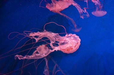 Chrysaora colorata ya da akvaryumun derin mavi sularında zarif bir şekilde sürüklenen mor çizgili denizanası. Hayvan, su canlısı, sualtı yaşamı, biyolojik çeşitlilik