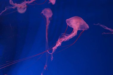 Chrysaora colorata ya da akvaryumun derin mavi sularında zarif bir şekilde sürüklenen mor çizgili denizanası. Hayvan, su canlısı, sualtı yaşamı, biyolojik çeşitlilik