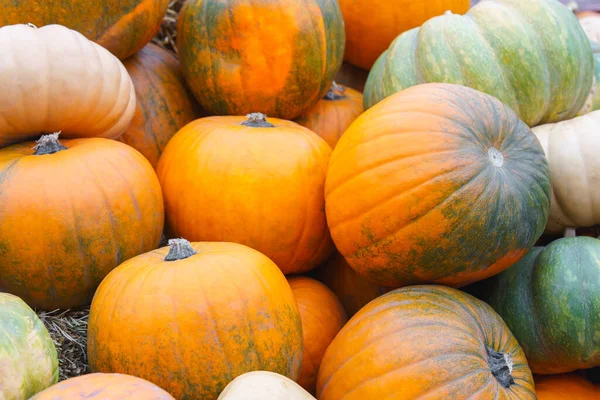 Yığın, çeşit çeşit yeşil ve turuncu balkabağı yığını yaklaşın. Sonbahar hasat konsepti rengarenk şekil ve boyutlarda kabak ve kabak arka planı. Şükran Günü, bahçıvanlık ve organik tarım..