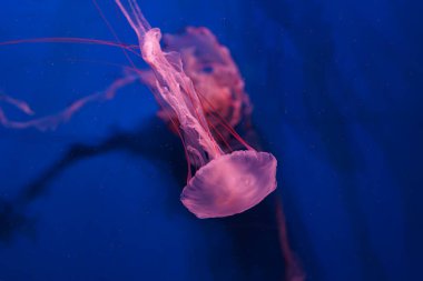 Chrysaora colorata ya da akvaryumun derin mavi sularında zarif bir şekilde sürüklenen mor çizgili denizanası. Hayvan, su canlısı, sualtı yaşamı, biyolojik çeşitlilik