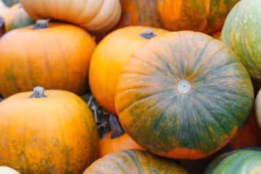 Yığın, çeşit çeşit yeşil ve turuncu balkabağı yığını yaklaşın. Sonbahar hasat konsepti rengarenk şekil ve boyutlarda kabak ve kabak arka planı. Şükran Günü, bahçıvanlık ve organik tarım..