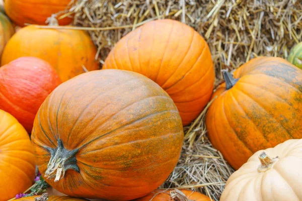 Kuru saman arka planında duran çeşitli portakal kabakları, kabaklar ve kabak çeşitleri. Sonbahar hasat kompozisyonu sonbahar sezonunu, şükran gününü ve doğal çiftlik ürünlerini sembolize eder.