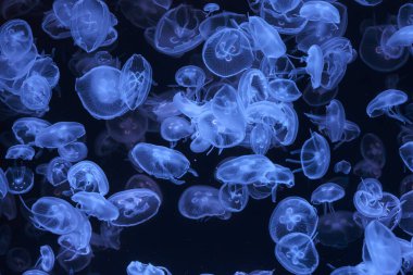 Aurelia limbata grubu veya kahverengi bantlı ay denizanası akvaryumun derin mavi sularında mavi ışıklı zarafetle sürükleniyor. Hayvan, su canlısı, sualtı yaşamı, biyolojik çeşitlilik